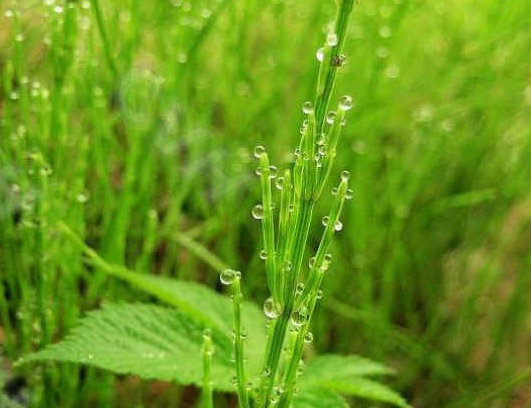 為什麼問荊會對農田產生危害？