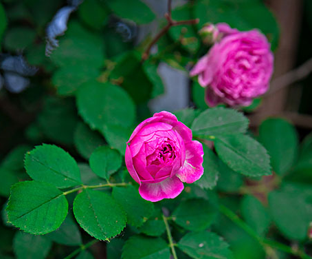 薔薇花什麼季節種植好?