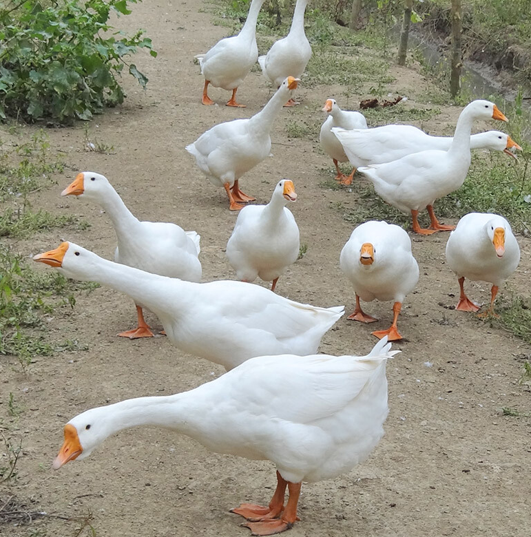 養鵝主要預防的五種疾病