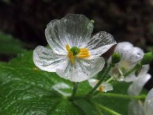 <strong>山荷葉花的花語是什麼？為什麼遇水會變透明？</strong>