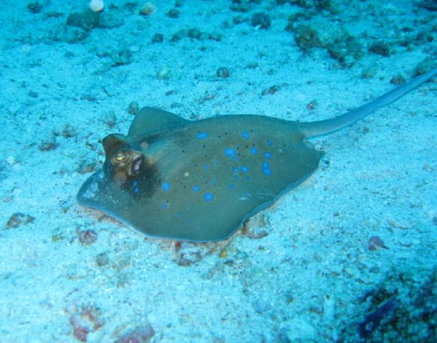 蝙蝠魚科海水魚如何飼養？