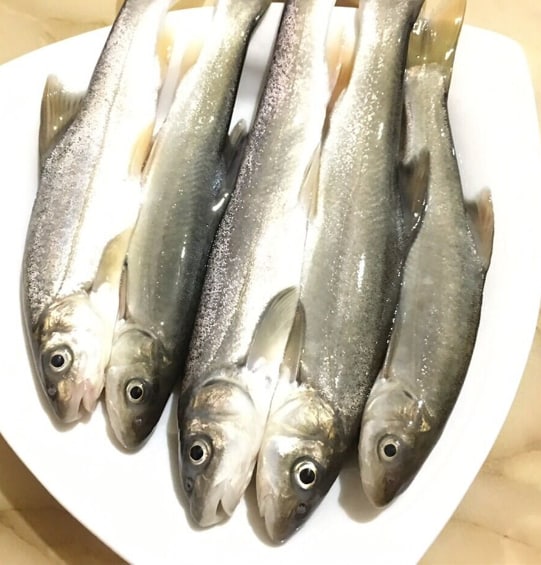 雲南名產——大理裂腹魚