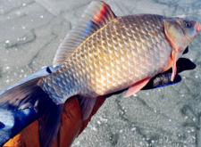 <strong>冬天釣鯽魚用什麼餌料最好</strong>