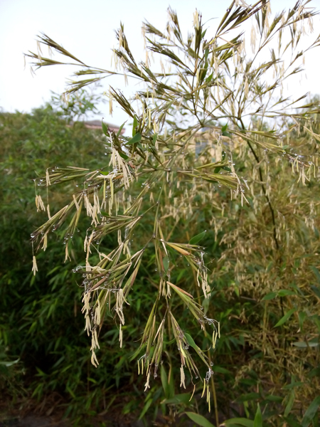 竹子開花的原因及寓意