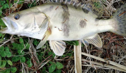 <strong>秋天釣鯽魚用什麼味型的餌料？</strong>