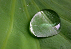 <strong>為什麼荷葉的葉麵不沾水？</strong>