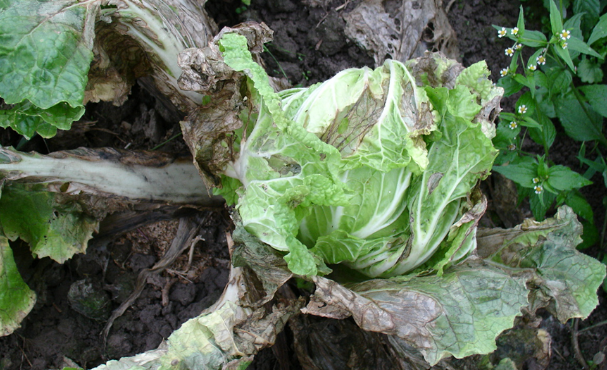 大白菜黑腐病與軟腐病有何區別？