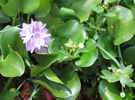 養什麼水草能代替氧氣泵