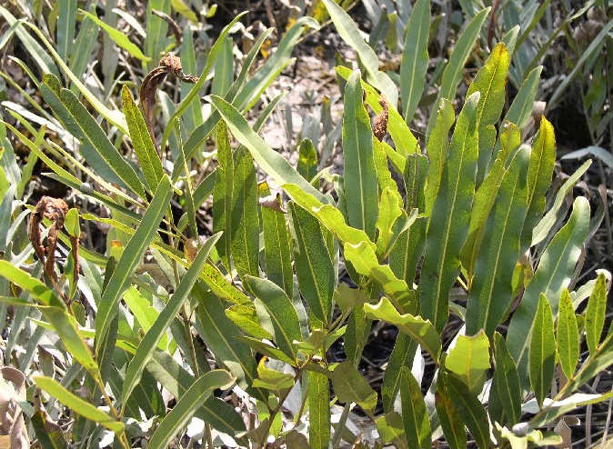 對開蕨是重點保護野生植物