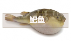 鲃魚