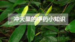 <strong>衝天果的中藥小知識</strong>