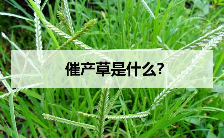 催產草是什麼？