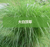 <strong>大白頂草</strong>