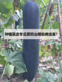 <strong>種植黑皮冬瓜要防治哪些病蟲害？</strong>