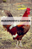 <strong>感染禽流感的雞為什麼不能接種疫苗</strong>