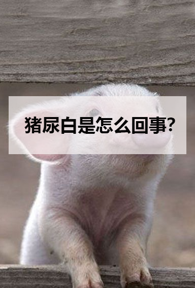 豬尿白是怎麼回事？