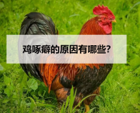 <strong>雞啄癖的原因有哪些？</strong>