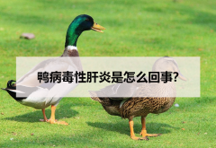 <strong>鴨病毒性肝炎是怎麼回事？</strong>