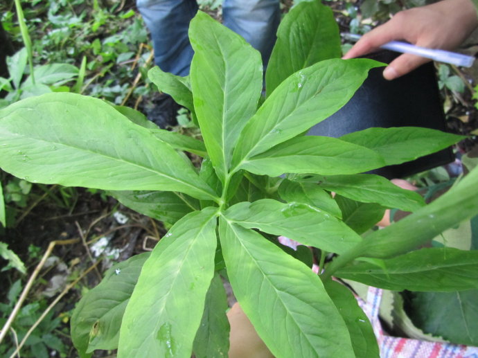 半夏葉子發黃是什麼原因？