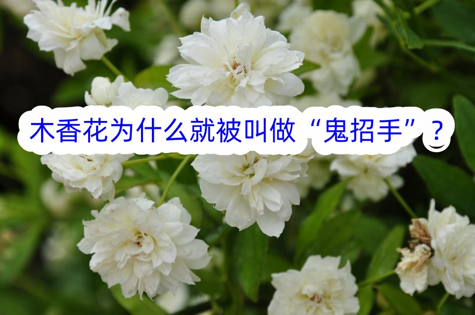 木香花為什麼就被叫做“鬼招手”？