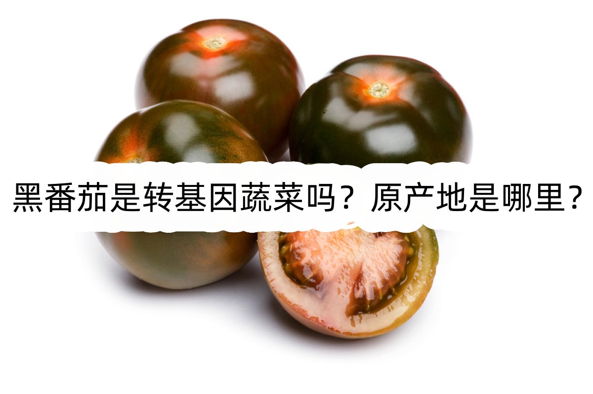 黑番茄是轉基因蔬菜嗎？原產地是哪裏？