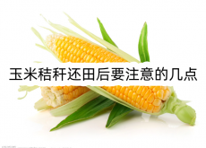 <strong>玉米秸稈還田後要注意的幾點</strong>