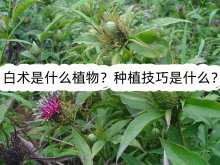 <strong>白術是什麼植物？種植技巧是什麼？</strong>