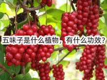 <strong>五味子是什麼植物，有什麼功效？</strong>