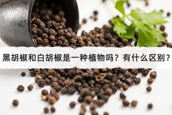 <strong>黑胡椒和白胡椒是一種植物嗎？有什麼區別？</strong>