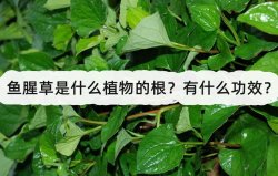 <strong>魚腥草是什麼植物的根？有什麼功效？</strong>