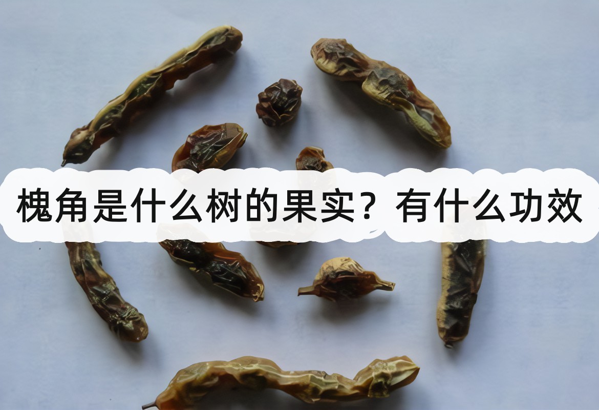 槐角是什麼樹的果實？有什麼功效