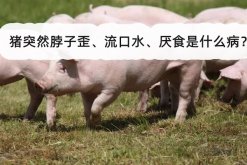 <strong>豬突然脖子歪、流口水、厭食是什麼病？</strong>