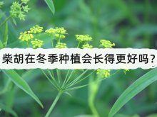 <strong>柴胡在冬季種植會長得更好嗎？</strong>