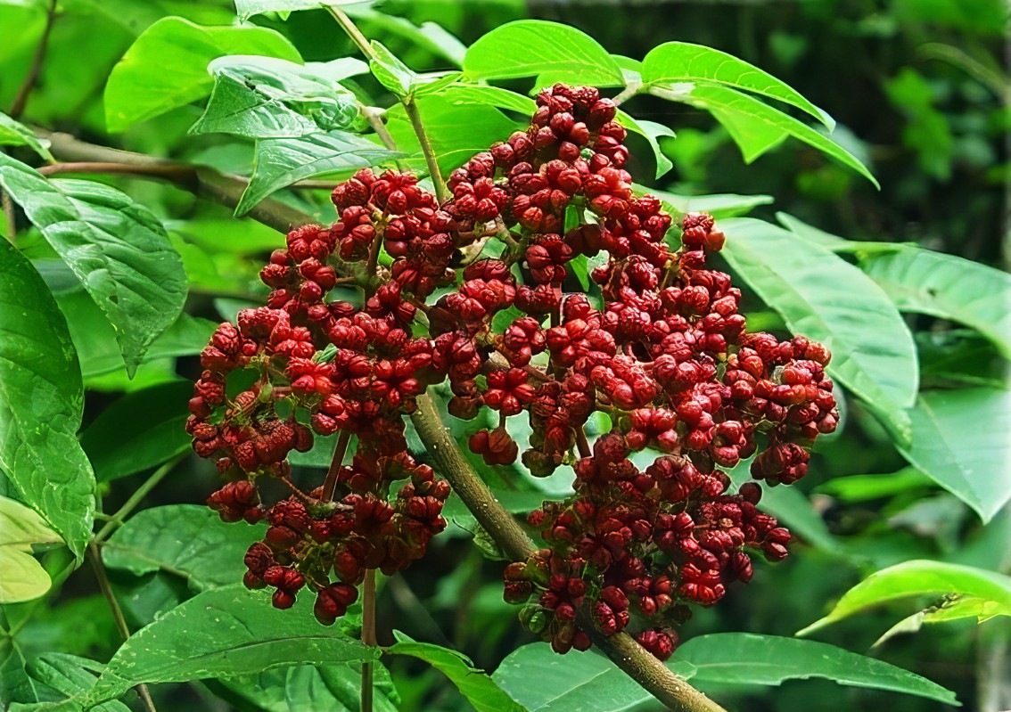 吳茱萸的施肥時間要點有哪些？