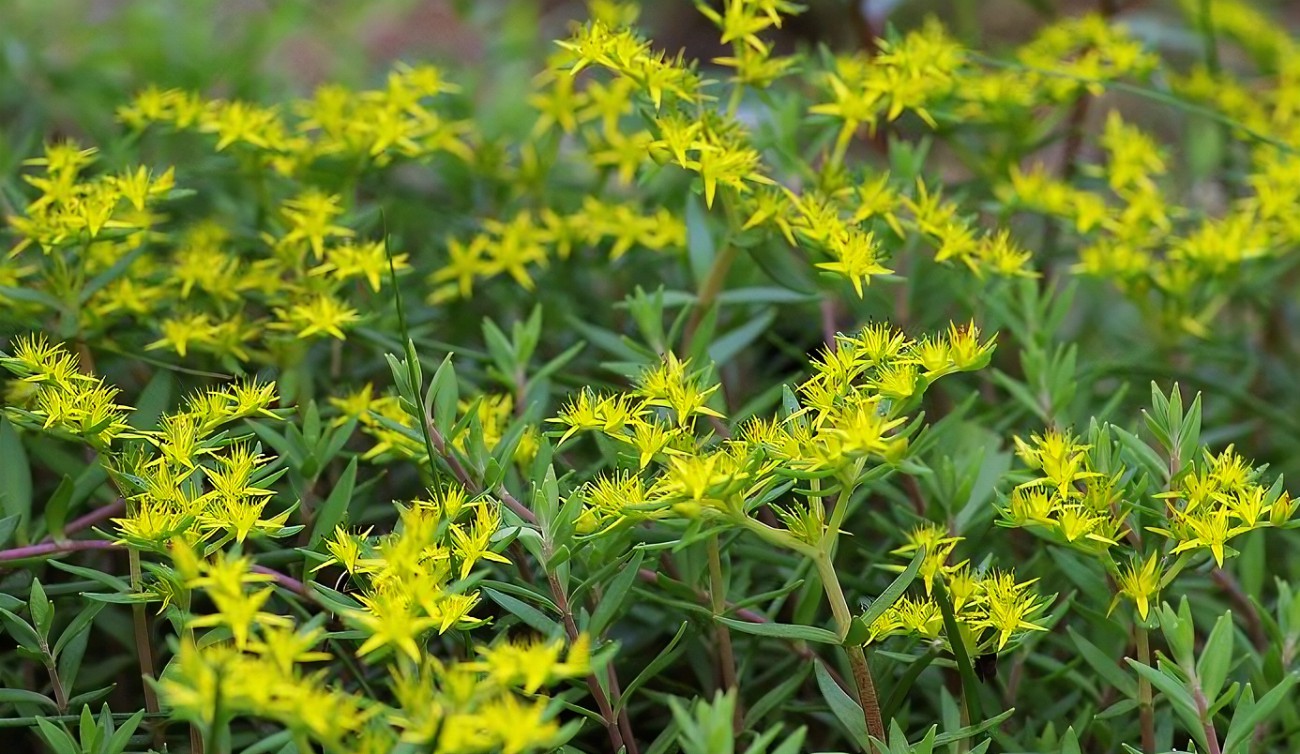 種植垂盆草怎麼改良土壤？