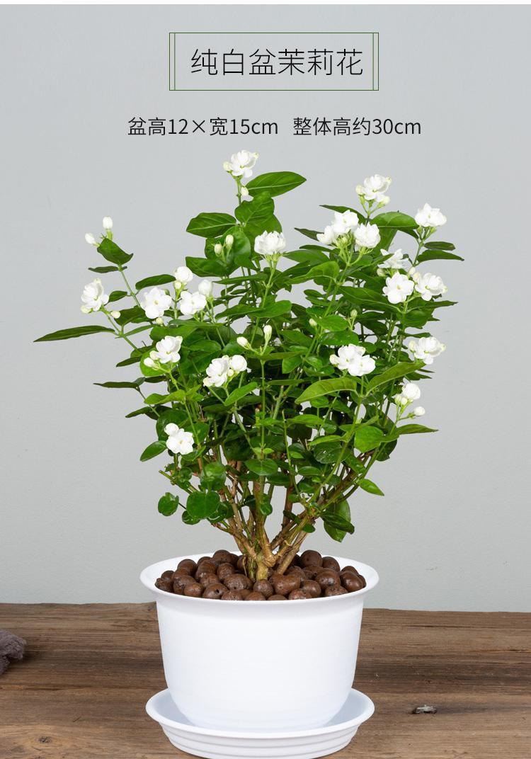 茉莉花盆栽怎麼養長得好？