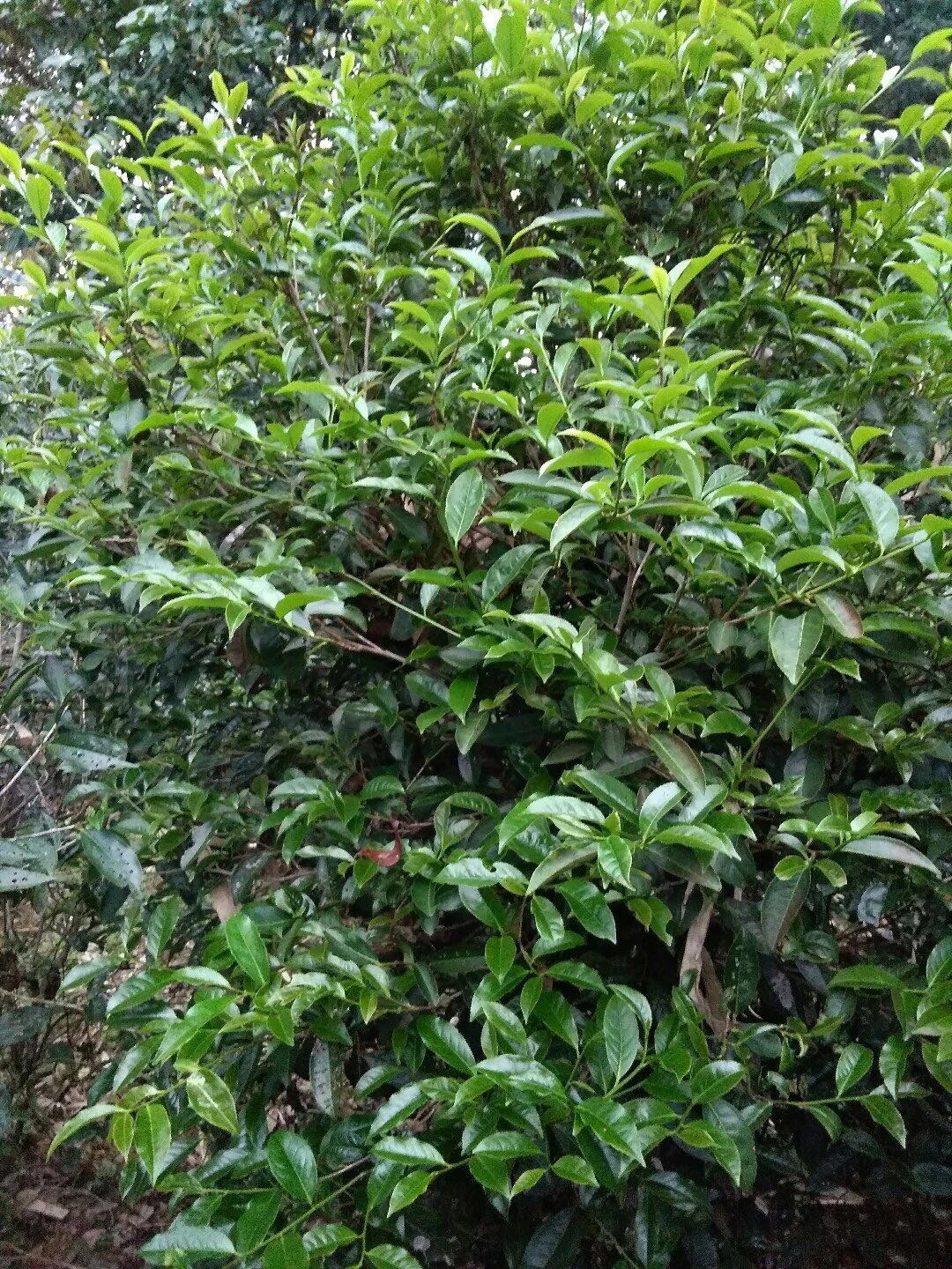 茶樹土壤和茶樹管理有多重要？