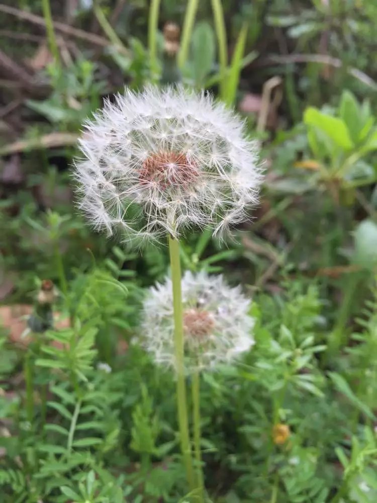 蒲公英的花是兩性花嗎？它有什寓意？