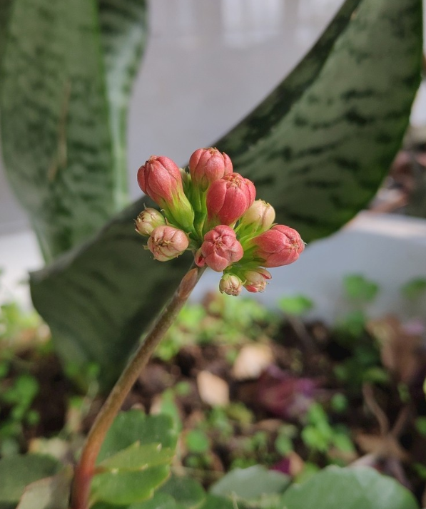 紅色絨毛花苞的植物有哪些？