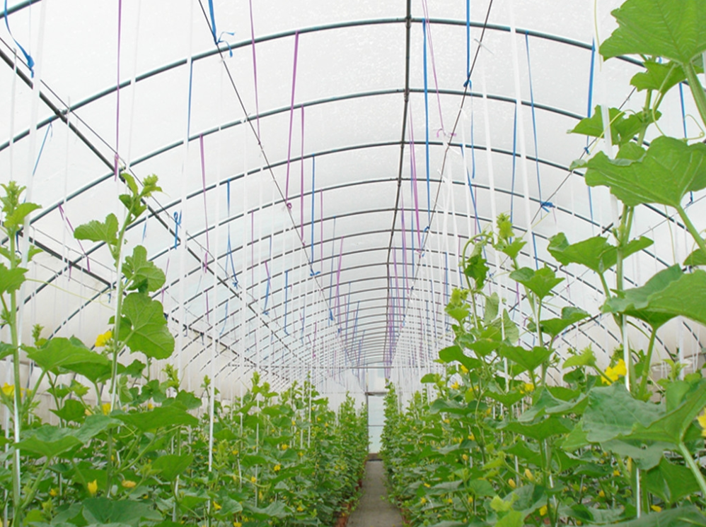 夏季大棚種植降溫的五個方法及技巧