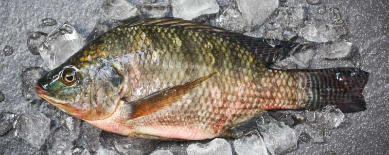 鯽魚高密度養殖技術是什麼，鯽魚正確的高密度養殖技術