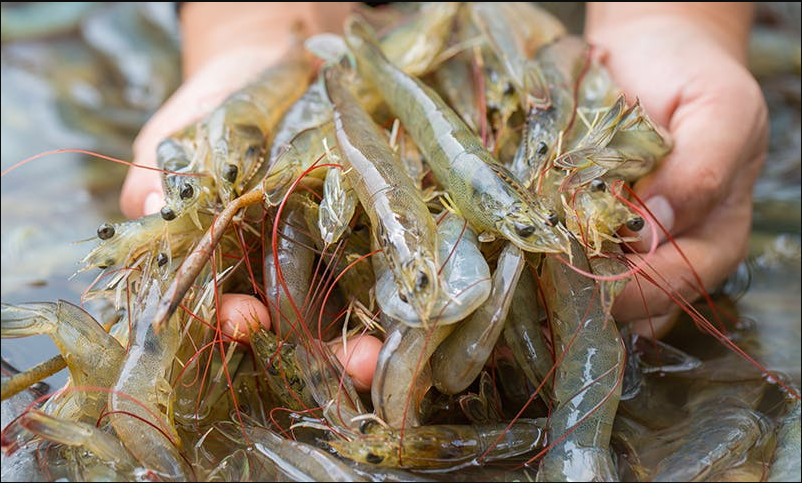 開春蝦塘青苔泛濫怎麼辦，如何正確處理？- 蝦塘農業維護技巧