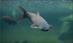 <strong>草魚肝膽綜合症引起大量死魚頻繁發生，該如何防治？ - 漁業養</strong>