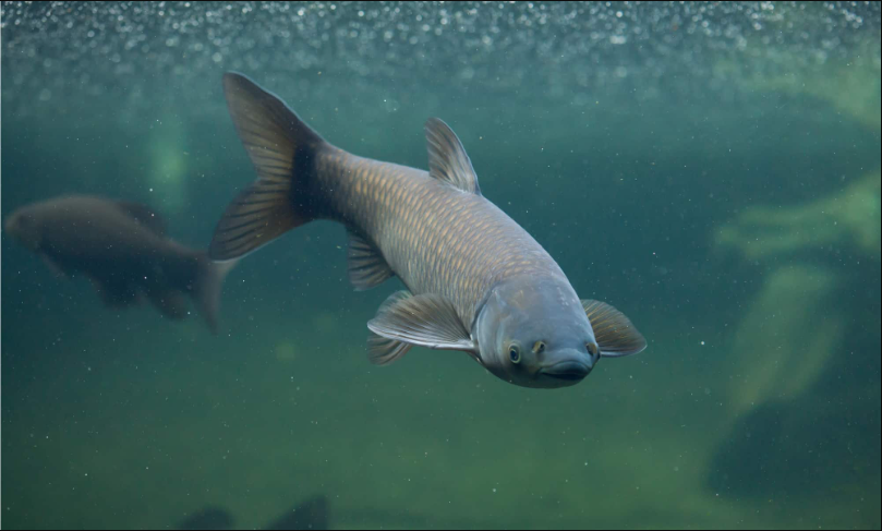 草魚肝膽綜合症引起大量死魚頻繁發生，該如何防治？ - 漁業養殖技術