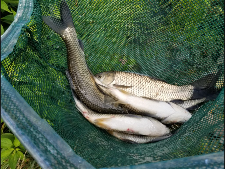 導致草魚患肝膽綜合症的原因有哪些? - 漁業草魚養殖技術