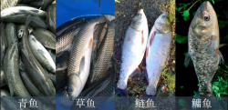 <strong>四大家魚都有什麼魚？怎樣合理喂養四大家魚呢 - 魚類養殖重點</strong>