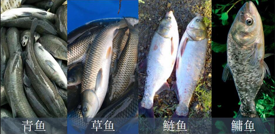 四大家魚都有什麼魚？怎樣合理喂養四大家魚呢 - 魚類養殖重點