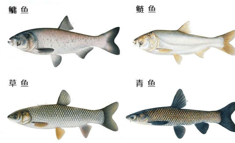 四大家魚都有什麼魚？怎樣合理喂養四大家魚呢 - 魚類養殖重點