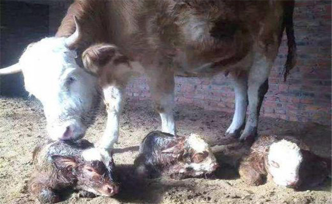 新生牛犢體溫低怎麼辦，新生牛犢體溫低的處理方法