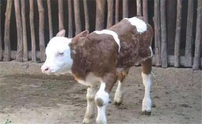 新生牛犢體溫低怎麼辦，新生牛犢體溫低的處理方法